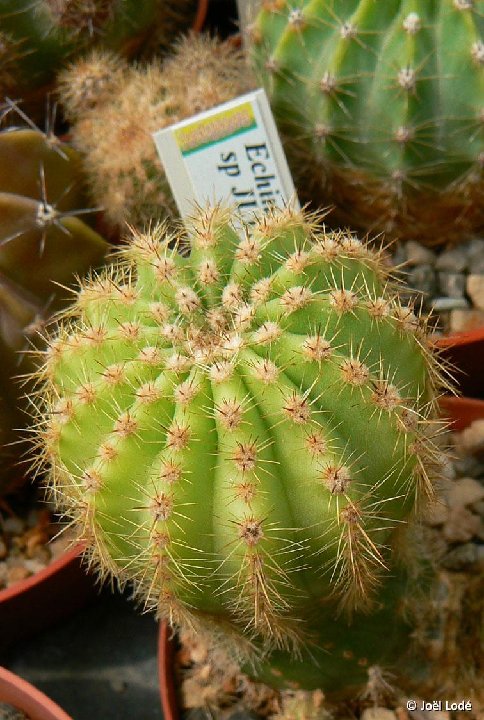 Echinopsis sp JL11-865